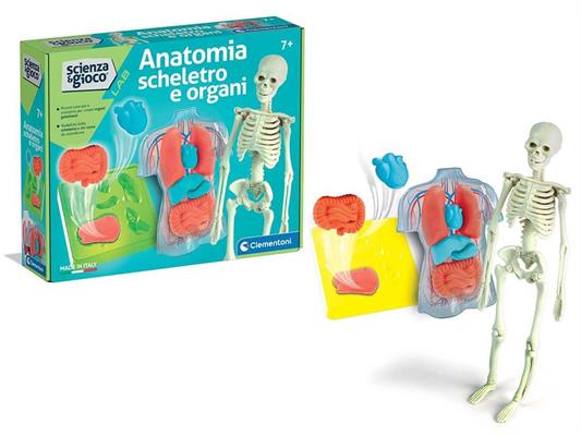ANATOMIA SCHELETRO E ORGANI