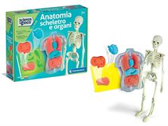 ANATOMIA SCHELETRO E ORGANI