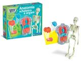 ANATOMIA SCHELETRO E ORGANI